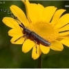 Golden-bloomed grey longhorn - Agapanthia villosoviridescens  | Fotografijos autorius : Valdimantas Grigonis | © Macronature.eu | Macro photography web site