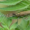 Žalsvasis stagarinukas - Agapanthia villosoviridescens | Fotografijos autorius : Žilvinas Pūtys | © Macronature.eu | Macro photography web site