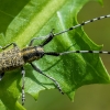 Golden-bloomed grey longhorn - Agapanthia villosoviridescens | Fotografijos autorius : Oskaras Venckus | © Macronature.eu | Macro photography web site