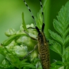 Golden-bloomed grey longhorn - Agapanthia villosoviridescens | Fotografijos autorius : Romas Ferenca | © Macronature.eu | Macro photography web site