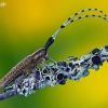 Golden-bloomed grey longhorn - Agapanthia villosoviridescens | Fotografijos autorius : Lukas Jonaitis | © Macronature.eu | Macro photography web site