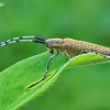 Golden-bloomed grey longhorn - Agapanthia villosoviridescens | Fotografijos autorius : Armandas Ka | © Macronature.eu | Macro photography web site