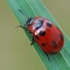 Žilvitinis dygblauzdis - Gonioctena viminalis | Fotografijos autorius : Gintautas Steiblys | © Macrogamta.lt | Šis tinklapis priklauso bendruomenei kuri domisi makro fotografija ir fotografuoja gyvąjį makro pasaulį.