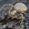 Gorse Crab Spider - Xysticus audax | Fotografijos autorius : Kazimieras Martinaitis | © Macronature.eu | Macro photography web site