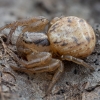 Gorse crab spider - Xysticus audax ♀ | Fotografijos autorius : Žilvinas Pūtys | © Macronature.eu | Macro photography web site