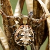 Gorse crab spider - Xysticus audax  | Fotografijos autorius : Gintautas Steiblys | © Macronature.eu | Macro photography web site
