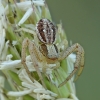 Gorse crab spider - Xysticus audax, juv. | Fotografijos autorius : Gintautas Steiblys | © Macronature.eu | Macro photography web site