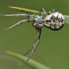 Gorse crab spider - Xysticus audax | Fotografijos autorius : Gintautas Steiblys | © Macronature.eu | Macro photography web site