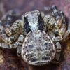 Gorse crab spider - Xysticus audax | Fotografijos autorius : Kazimieras Martinaitis | © Macronature.eu | Macro photography web site