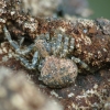 Gorse crab spider - Xysticus audax | Fotografijos autorius : Vidas Brazauskas | © Macronature.eu | Macro photography web site
