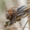 Rudasis raizginiuotis | Agalenatea redii | Fotografijos autorius : Darius Baužys | © Macronature.eu | Macro photography web site