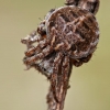 Gorse orbweaver - Agalenatea redii  | Fotografijos autorius : Gintautas Steiblys | © Macronature.eu | Macro photography web site