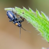 Gotiškoji žolblakė | Capsodes gothicus | Fotografijos autorius : Darius Baužys | © Macronature.eu | Macro photography web site