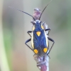 Gothic plant bug - Capsodes gothicus | Fotografijos autorius : Romas Ferenca | © Macronature.eu | Macro photography web site