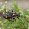Gothic plant bug - Capsodes gothicus | Fotografijos autorius : Žilvinas Pūtys | © Macronature.eu | Macro photography web site