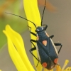 Gothic plant bug - Capsodes gothicus | Fotografijos autorius : Gintautas Steiblys | © Macronature.eu | Macro photography web site