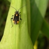 Gothic plant bug - Capsodes gothicus | Fotografijos autorius : Nomeda Vėlavičienė | © Macronature.eu | Macro photography web site