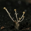 Polycephalomyces cf. ramosus | Fotografijos autorius : Gintautas Steiblys | © Macrogamta.lt | Šis tinklapis priklauso bendruomenei kuri domisi makro fotografija ir fotografuoja gyvąjį makro pasaulį.