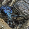 Grakštusis puošniažygis - Carabus intricatus | Fotografijos autorius : Kazimieras Martinaitis | © Macrogamta.lt | Šis tinklapis priklauso bendruomenei kuri domisi makro fotografija ir fotografuoja gyvąjį makro pasaulį.