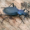 Grakštusis puošniažygis - Carabus intricatus | Fotografijos autorius : Gintautas Steiblys | © Macrogamta.lt | Šis tinklapis priklauso bendruomenei kuri domisi makro fotografija ir fotografuoja gyvąjį makro pasaulį.