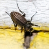 Granulated ground beetle | Carabus granulatus | Fotografijos autorius : Darius Baužys | © Macronature.eu | Macro photography web site