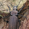Granulated ground beetle - Carabus granulatus  | Fotografijos autorius : Gintautas Steiblys | © Macronature.eu | Macro photography web site