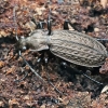 Gumburiuotasis puošniažygis - Carabus granulatus | Fotografijos autorius : Vytautas Tamutis | © Macronature.eu | Macro photography web site