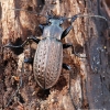 Granulated ground beetle - Carabus granulatus | Fotografijos autorius : Arūnas Eismantas | © Macronature.eu | Macro photography web site