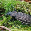 Granulated ground beetle - Carabus granulatus | Fotografijos autorius : Gintautas Steiblys | © Macronature.eu | Macro photography web site