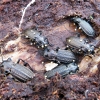 Granulated ground beetles - Carabus granulatus | Fotografijos autorius : Vitalii Alekseev | © Macronature.eu | Macro photography web site