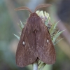 Grass Eggar - Lasiocampa trifolii ♂ | Fotografijos autorius : Žilvinas Pūtys | © Macronature.eu | Macro photography web site