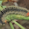 Grass Eggar - Lasiocampa trifolii, caterpillar | Fotografijos autorius : Gintautas Steiblys | © Macronature.eu | Macro photography web site