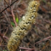 Grass Eggar - Lasiocampa trifolii, caterpillar | Fotografijos autorius : Algirdas Vilkas | © Macronature.eu | Macro photography web site