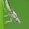 Grass Fly - Meromyza sp. | Fotografijos autorius : Vidas Brazauskas | © Macronature.eu | Macro photography web site