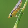 Grass Fly - Meromyza sp. | Fotografijos autorius : Gintautas Steiblys | © Macronature.eu | Macro photography web site