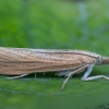 Grass Moth - Pediasia luteella | Fotografijos autorius : Žilvinas Pūtys | © Macronature.eu | Macro photography web site