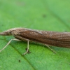 Grass Moth - Pediasia luteella | Fotografijos autorius : Žilvinas Pūtys | © Macronature.eu | Macro photography web site