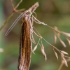 Grass Moth - Pediasia luteella | Fotografijos autorius : Oskaras Venckus | © Macronature.eu | Macro photography web site