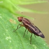 Grass fly - Opomyza germinationis | Fotografijos autorius : Gintautas Steiblys | © Macronature.eu | Macro photography web site