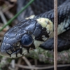 Grass snake - Natrix natrix | Fotografijos autorius : Žilvinas Pūtys | © Macronature.eu | Macro photography web site