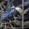 Geltonskruostis žaltys - Natrix natrix | Fotografijos autorius : Žilvinas Pūtys | © Macronature.eu | Macro photography web site