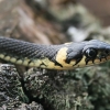 Geltonskruostis žaltys - Natrix natrix | Fotografijos autorius : Gintautas Steiblys | © Macronature.eu | Macro photography web site