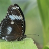 Great Eggfly - Hypolimnas bolina ♂ | Fotografijos autorius : Gintautas Steiblys | © Macronature.eu | Macro photography web site