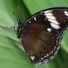 Great Eggfly - Hypolimnas bolina | Fotografijos autorius : Gintautas Steiblys | © Macronature.eu | Macro photography web site