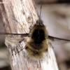 Greater bee fly - Bombylius major  | Fotografijos autorius : Algirdas Vilkas | © Macronature.eu | Macro photography web site