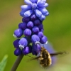 Greater bee fly - Bombylius major  | Fotografijos autorius : Lukas Jonaitis | © Macronature.eu | Macro photography web site