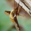 Greater bee fly - Bombylius major  | Fotografijos autorius : Romas Ferenca | © Macronature.eu | Macro photography web site