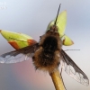 Greater bee fly - Bombylius major  | Fotografijos autorius : Arūnas Eismantas | © Macrogamta.lt | Šis tinklapis priklauso bendruomenei kuri domisi makro fotografija ir fotografuoja gyvąjį makro pasaulį.