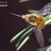 Greater bee fly - Bombylius major  | Fotografijos autorius : Vilius Grigaliūnas | © Macronature.eu | Macro photography web site