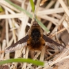 Greater bee fly - Bombylius major | Fotografijos autorius : Žilvinas Pūtys | © Macronature.eu | Macro photography web site